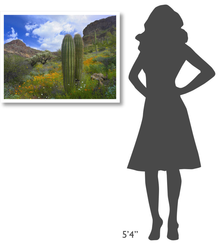 "Saguaro amid flowering Lupine, Organ Pipe Cactus Monument" Paper Art, 34"x26"