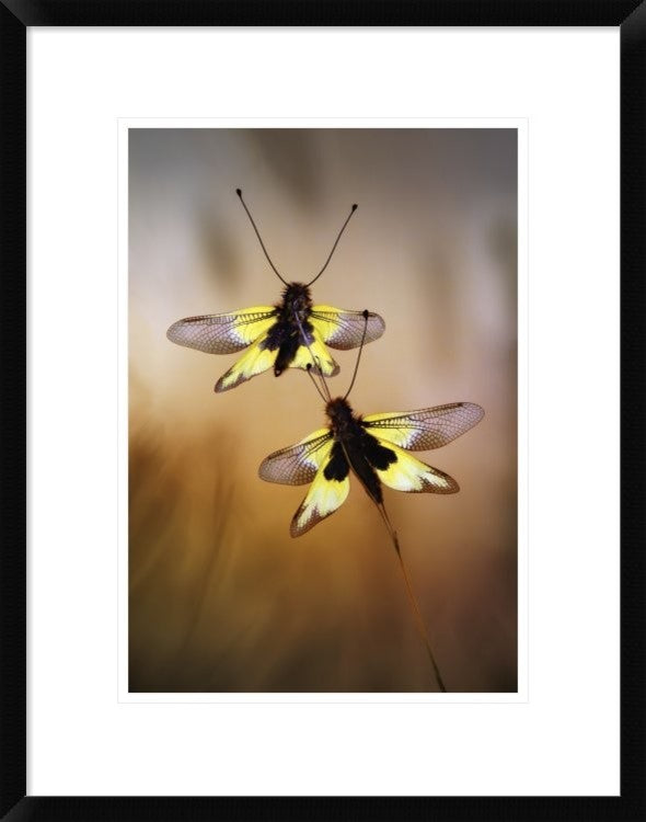 "Owlflies" Framed Digital Print by Jimmy Hoffman, 20"x26"
