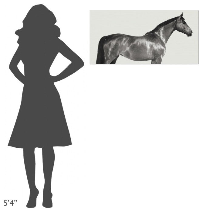 "Kingsman Cavalier, English Thoroughbred" Canvas by Pangea Images, 36x18"