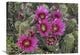 "Hedgehog Cactus Flowering, Arizona" Artwork, 32" x 24"