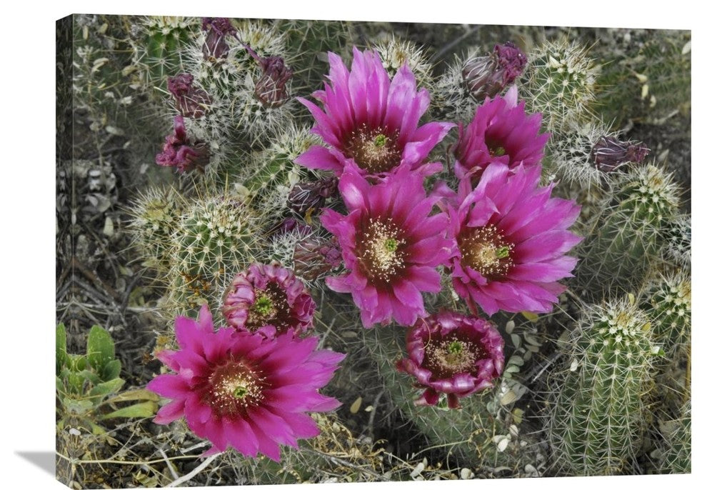 "Hedgehog Cactus Flowering, Arizona" Artwork, 32" x 24"