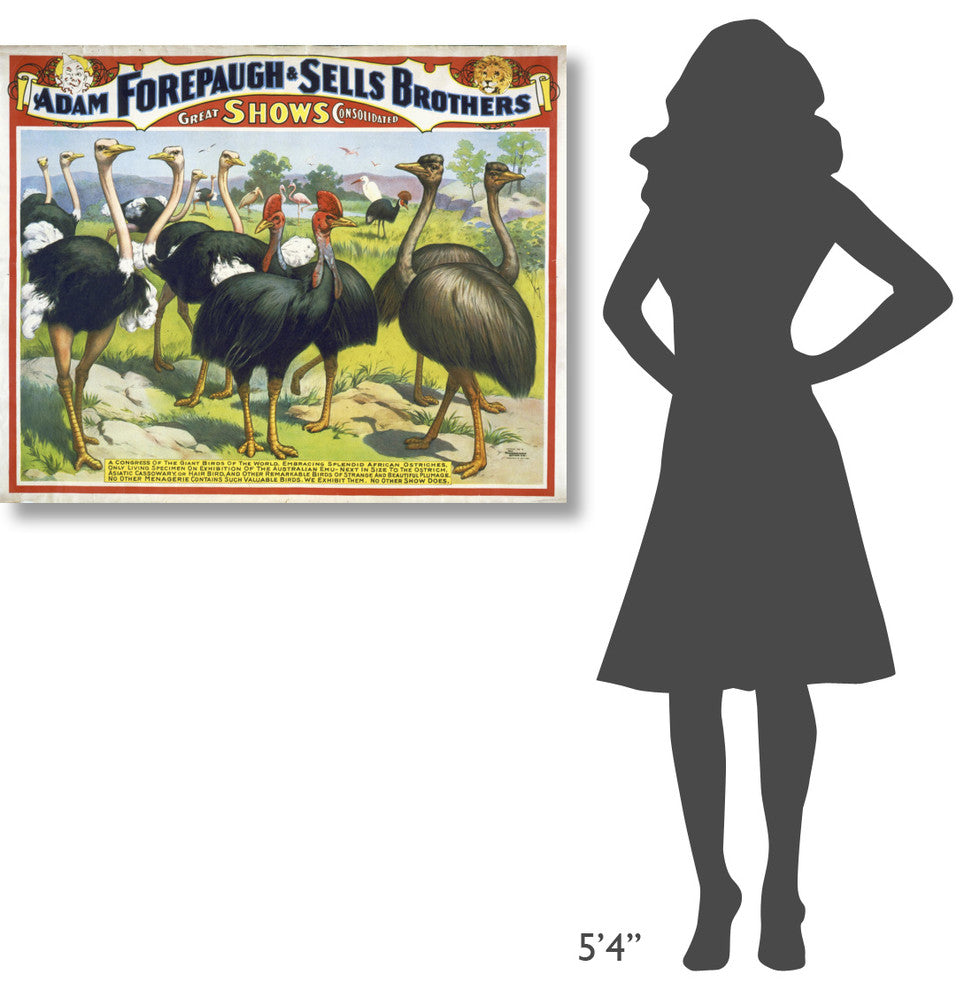 Adam Forepaugh and Sells Brothers Giant Birds, 40x32