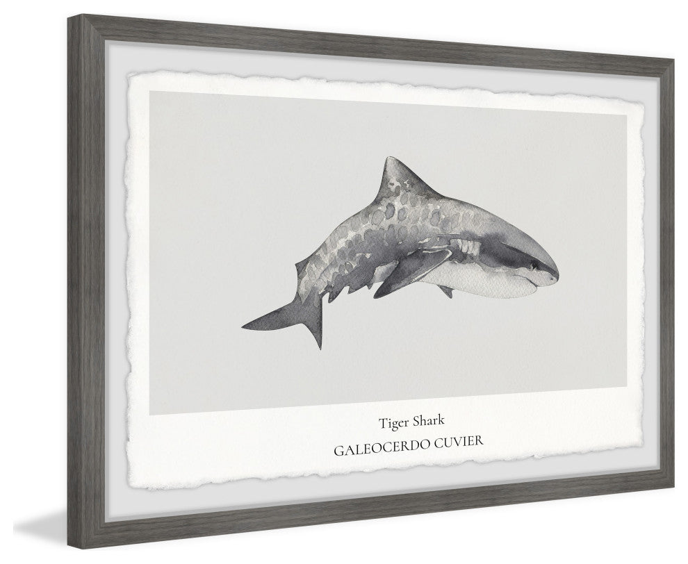 "Galeocerdo Cuvier" Framed Painting Print, 30x20