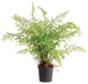 Luxe Soft Fern Faux Floral Artificial Plant Large 36 in Drop In Leaves Designer