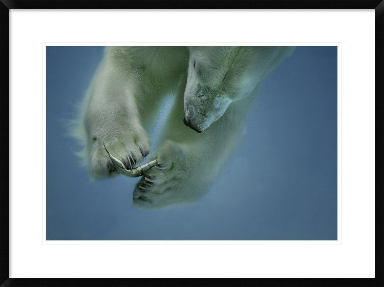 "Icebaer" Framed Digital Print by Peter Wagner, 32x24"