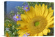 "Common Sunflower And Asters, North America" Artwork, 16" x 12"