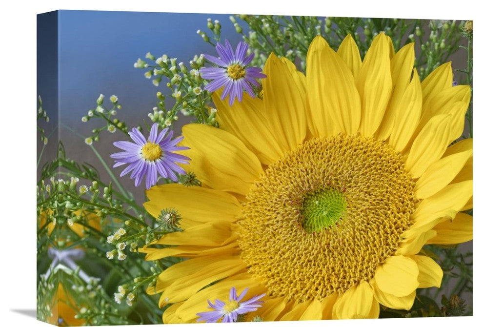 "Common Sunflower And Asters, North America" Artwork, 16" x 12"