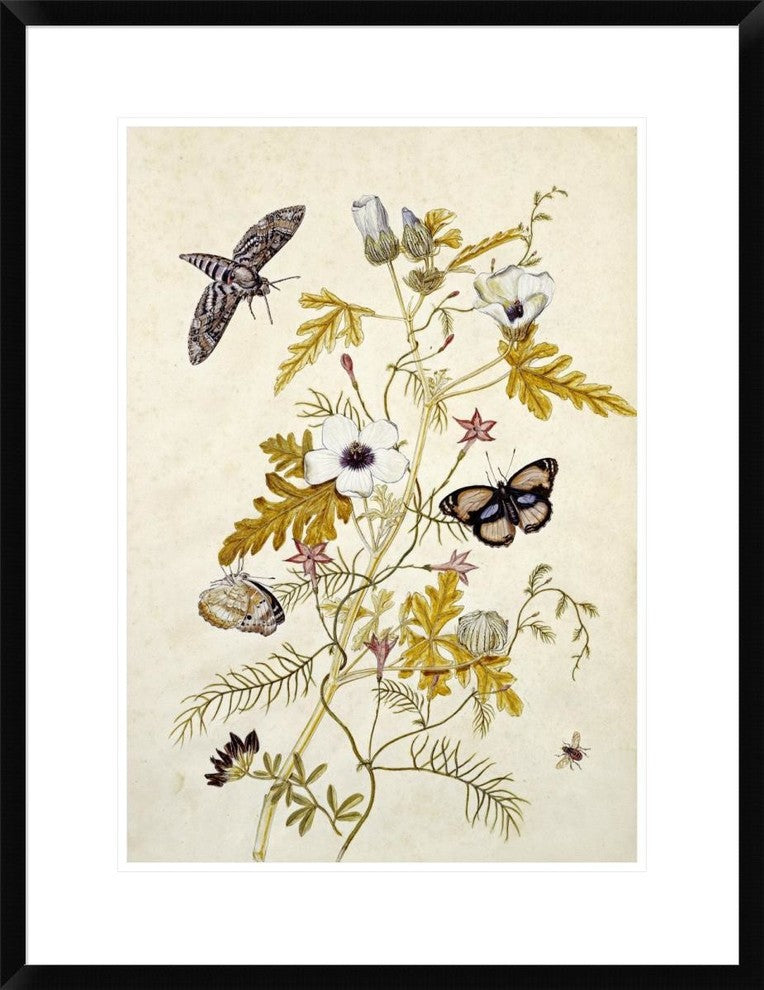 "Scabious and a Cupid Flower" Framed Digital Print by Thomas Robins Jr., 23"x30"