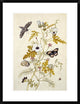 "Scabious and a Cupid Flower" Framed Digital Print by Thomas Robins Jr., 23"x30"