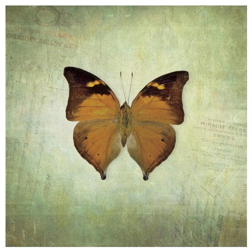 "French Butterfly VII" Digital Paper Print by Debra Van Swearingen, 32"x32"