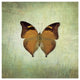 "French Butterfly VII" Digital Paper Print by Debra Van Swearingen, 32"x32"
