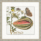 Garden Butterflies 7, Giclee Reproduction Artwork
