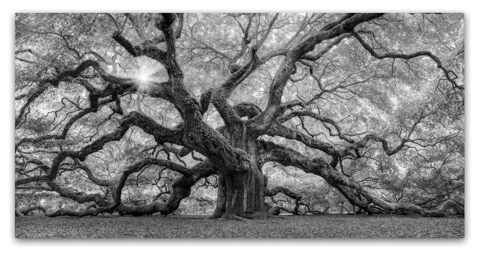 Moises Levy 'The Tree 1 BW' Canvas Art, 24 x 12