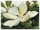 "Majestic Magnolia" Digital Paper Print by Julia Purinton, 34"x26"