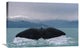 "Sperm Whale tail" Stretched Canvas Giclee by Flip Nicklin, 30"x20"
