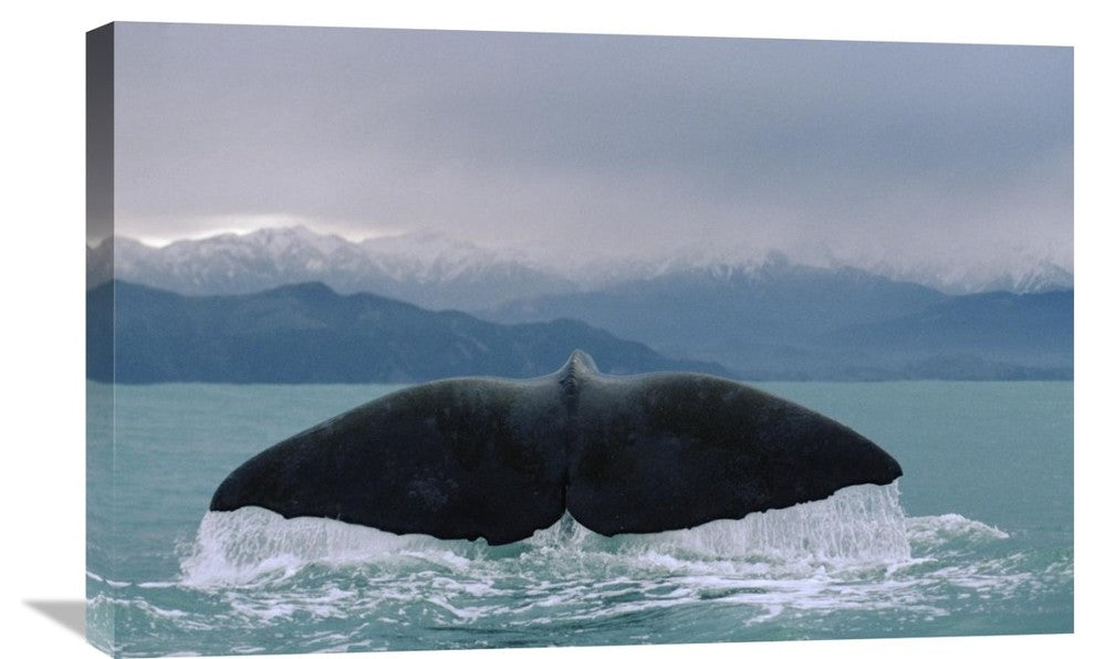 "Sperm Whale tail" Stretched Canvas Giclee by Flip Nicklin, 30"x20"