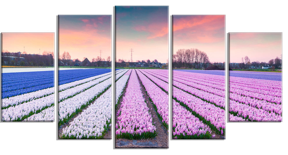 "Colorful Hyacinth Flowers at Sunrise" Canvas Photo Print, 5 Panels, 60"x32"