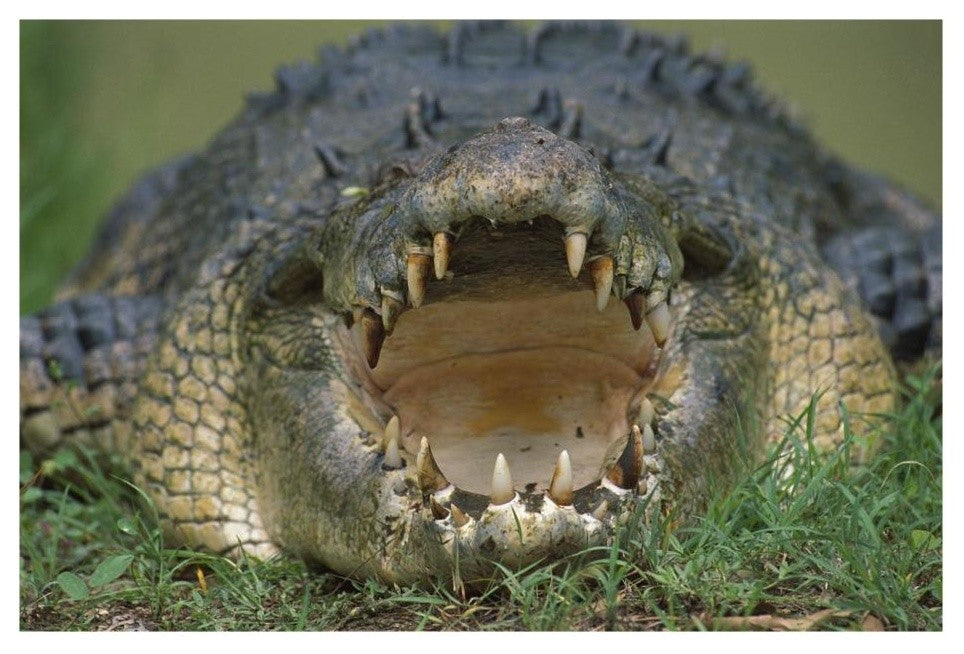 "Saltwater/Estuarine Crocodile, open mouth, Australia" Paper Art, 26"x18"