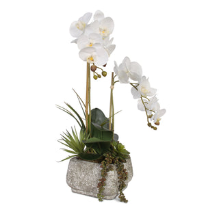 Real Touch Phalaenopsis Orchids With Succulents, Concrete Pot
