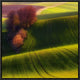 "Green Fields" Framed Canvas Giclee by Piotr (Bax) Krol, 17x17"