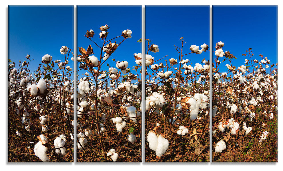 Blooming Alabama Cotton Field, Large Landscape Canvas Art, 48"x28", 4 Panels