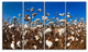 Blooming Alabama Cotton Field, Large Landscape Canvas Art, 48"x28", 4 Panels