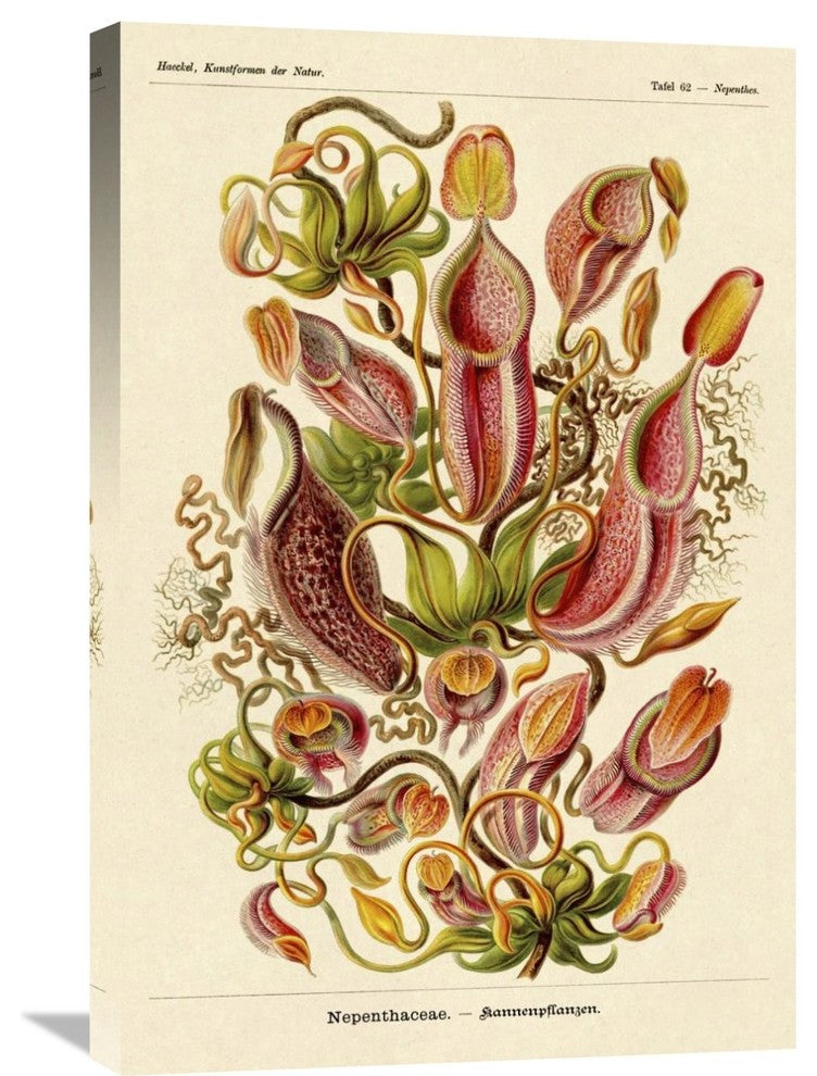 Haeckel Nature Illustrations: Pitcher Plants, 20"X30"