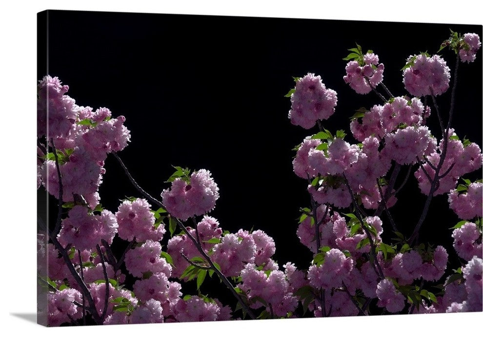 "Night Blossoms" Wrapped Canvas Art Print, 24"x16"x1.5"