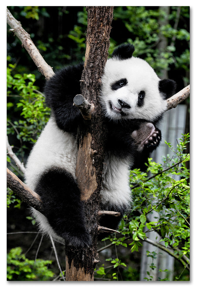 Philippe Hugonnard 'Giant Panda II' Canvas Art, 32"x22"