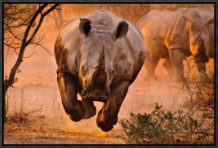 "Rhino Learning To Fly" Framed Canvas Giclee by Justus Vermaak, 23x15"