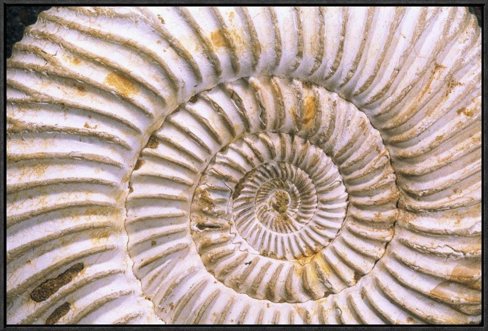 "Fossil of Ammonite, Madagascar" Framed Canvas Giclee by Pete Oxford, 31x21"