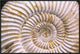"Fossil of Ammonite, Madagascar" Framed Canvas Giclee by Pete Oxford, 31x21"