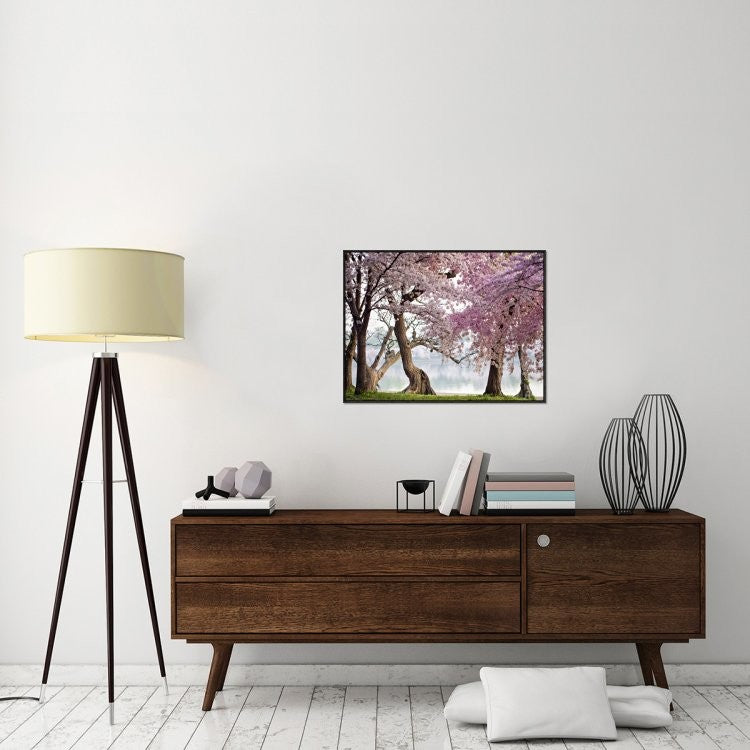 "Cherry trees bloom, Washington, USA" Framed Canvas Giclee by Anonymous, 33x25"