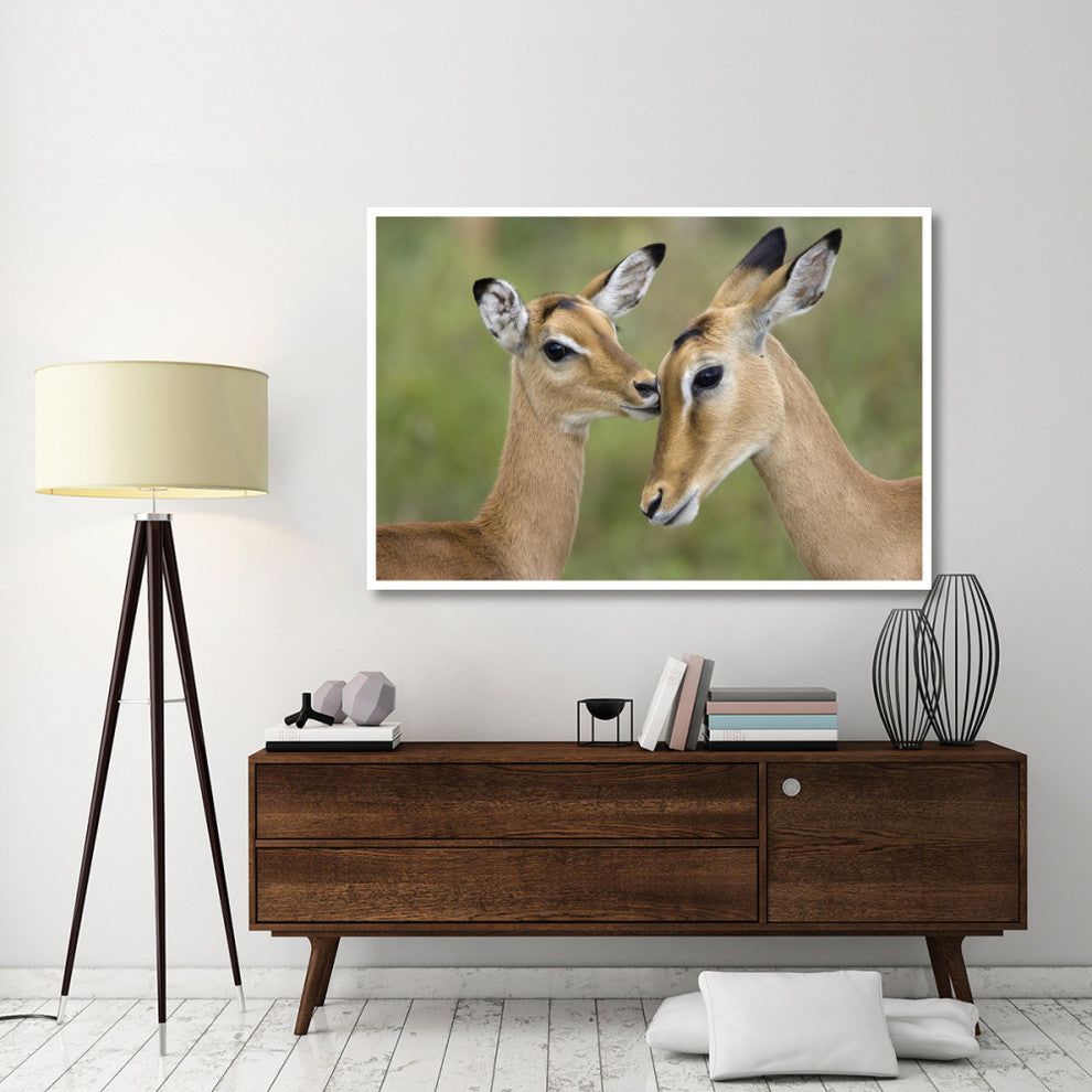 "Impala fawn grooming mother, Serengeti National Park" Paper Art, 62"x42"