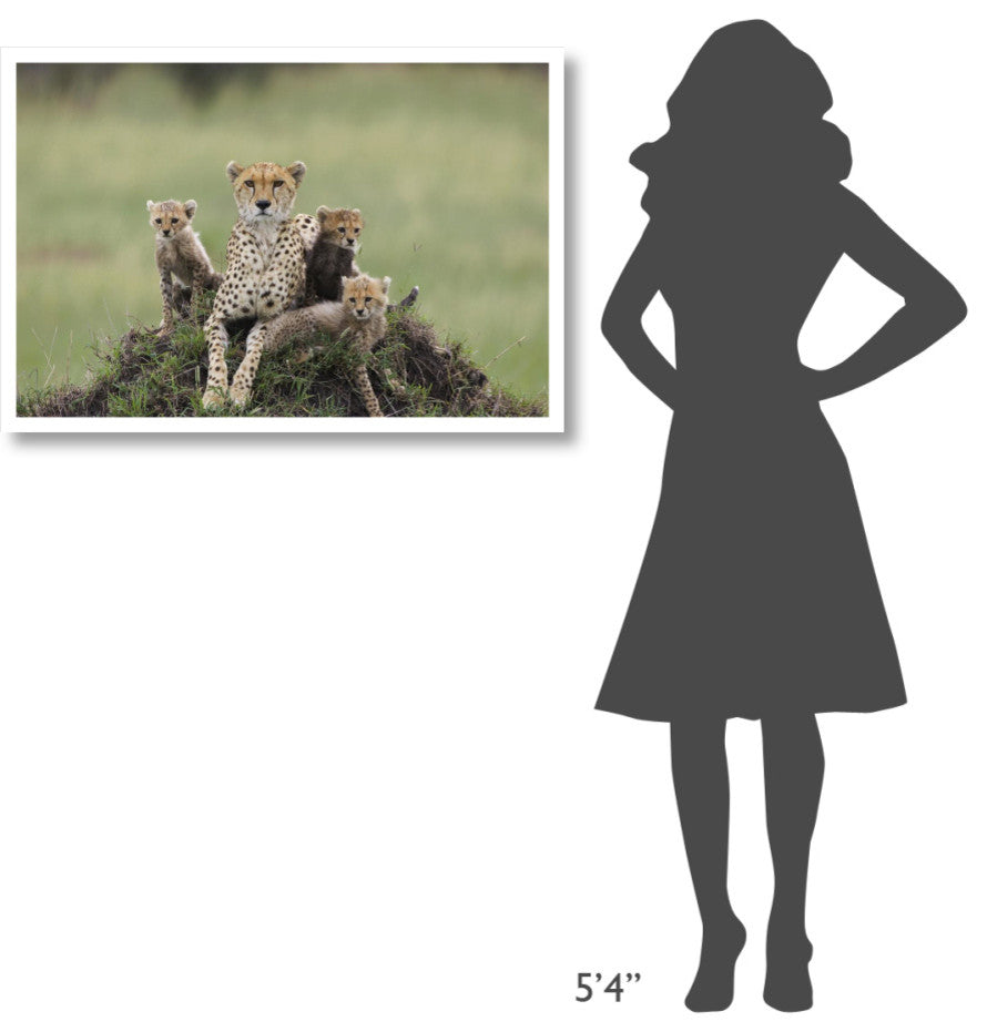 "Cheetah mother and 8-9 week old cubs, Maasai Mara Reserve" Paper Art, 38"x26"