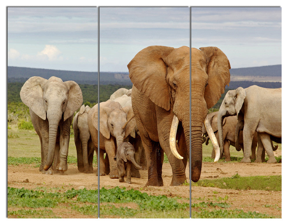 Large Elephant Herd in Africa, African Triptych Canvas Print, 36x28, 3 Panels