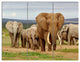 Large Elephant Herd in Africa, African Triptych Canvas Print, 36x28, 3 Panels