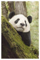 "Xiang Xiang, 1st captive raised panda released into wild" Paper Art, 26"x38"