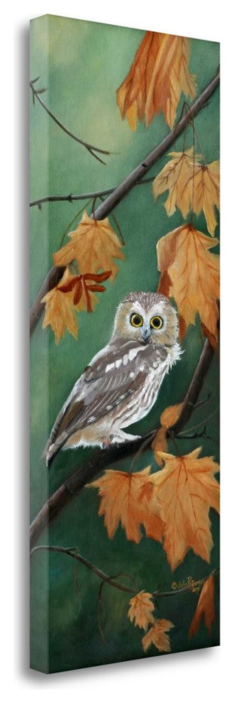 "Northern Saw Whet" By Julie Peterson, Giclee Print on Gallery Wrap Canvas