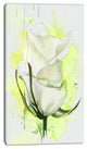 White Roses Watercolor Sketch, Floral Canvas Art Print, 16"x32"