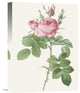 "Rosa Bifera Officinalis" Stretched Canvas Giclee by Pierre Redoute, 12"x16"