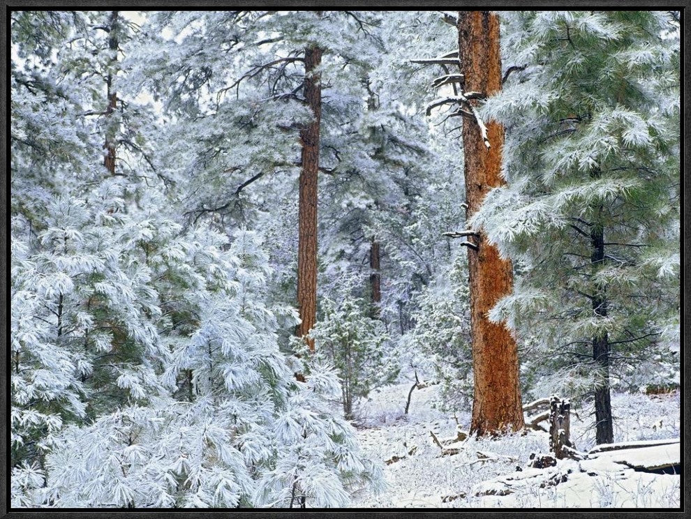 Ponderosa Pine Forest In Snow, Grand Canyon National Park, Arizona, 24"x18"