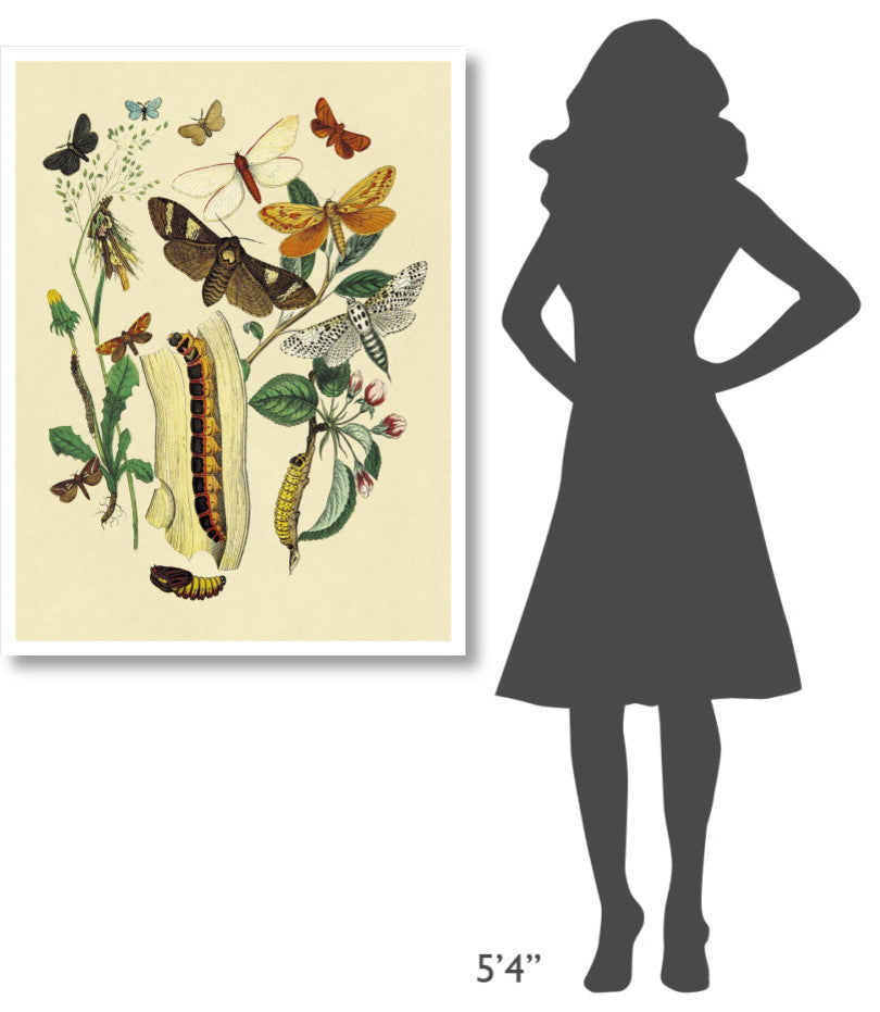 "Moths: C. Ligniperda, Z. Aesculi, et al." Paper Print by W. F. Kirby, 32"x42"