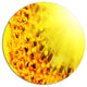 Bright Yellow Sunflower Close-Up, Floral Disc Metal Wall Art, 36"