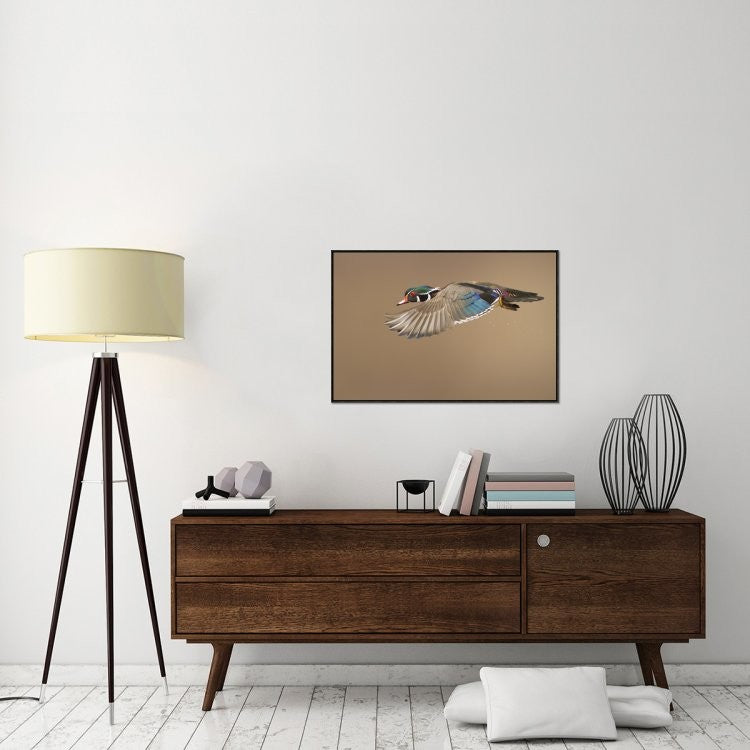 "Wood Duck" Framed Canvas Giclee by Mircea Costina, 37x25"