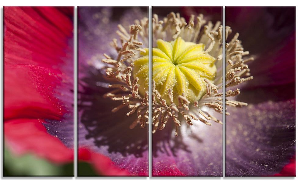 Colorful Opium Poppy Flower Photo, Flowers Canvas Artwork, 48"x28", 4 Panels