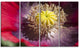 Colorful Opium Poppy Flower Photo, Flowers Canvas Artwork, 48"x28", 4 Panels