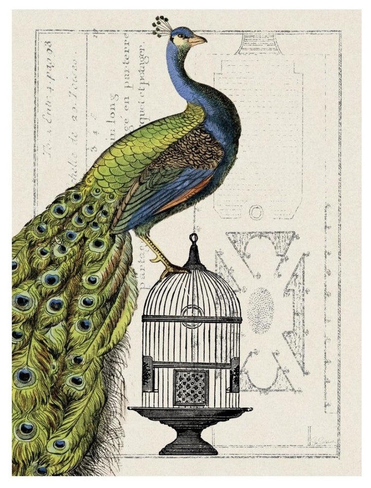 "Peacock Birdcage I" Digital Paper Print by Sue Schlabach, 20"x26"
