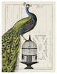 "Peacock Birdcage I" Digital Paper Print by Sue Schlabach, 20"x26"