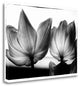 "Translucent Tulips V" By Debra Van Swearingen, Giclee on Gallery Wrap Canvas